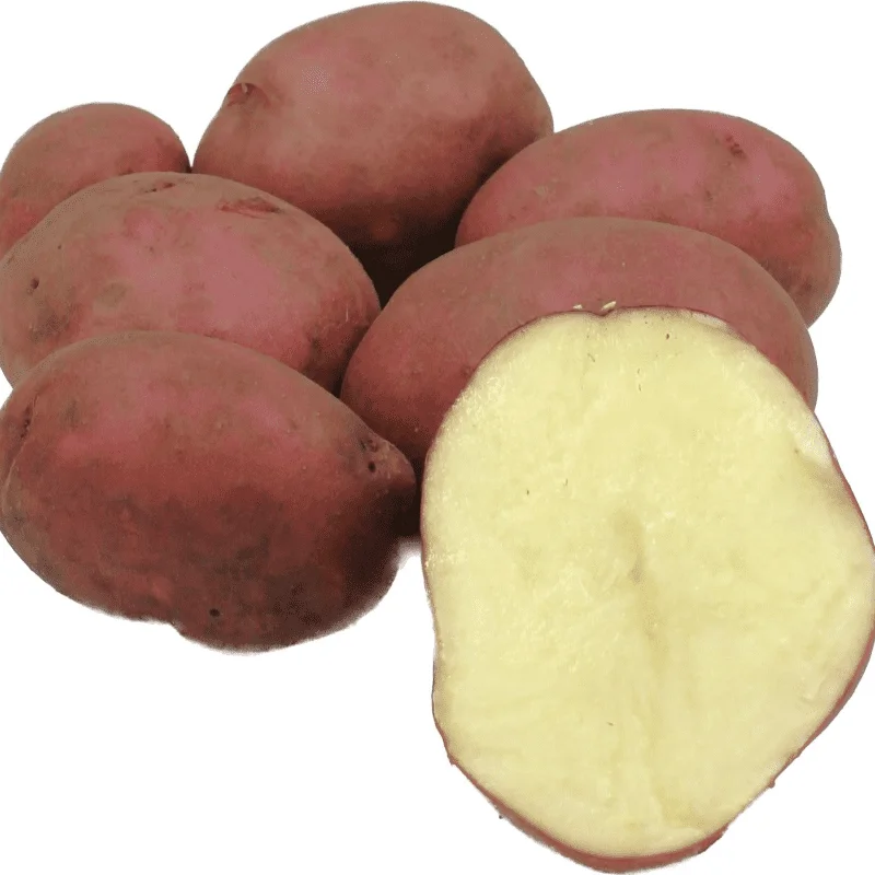 Balato ruža